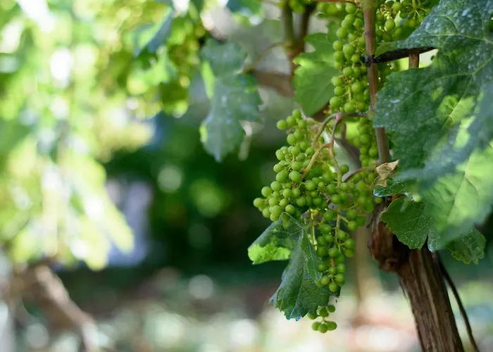 Διαμέρισμα Relja